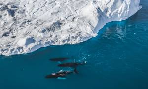 Greenland Express & Whale Watching main - humpback whales ilulissat