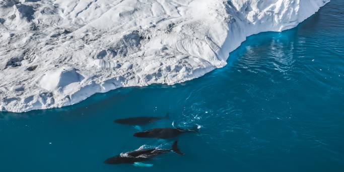 Greenland Express & Whale Watching main - humpback whales ilulissat