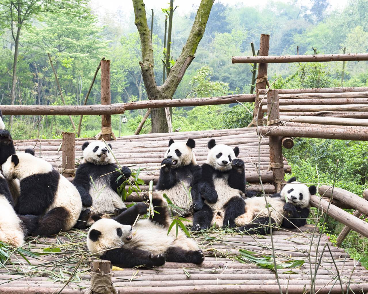 Shanghai to Chengdu Panda-monium | On The Go Tours