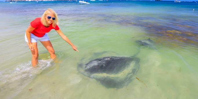 Hamelin Bay stingray - Australia