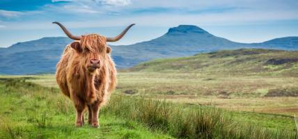 Highland cow - scotland