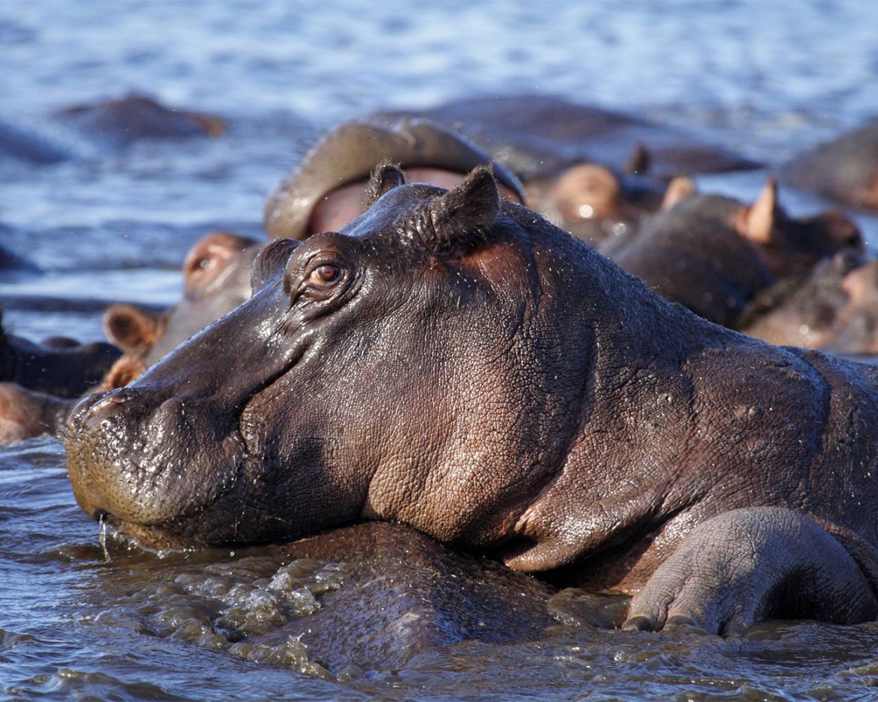 download safari for windows 7 hippo
