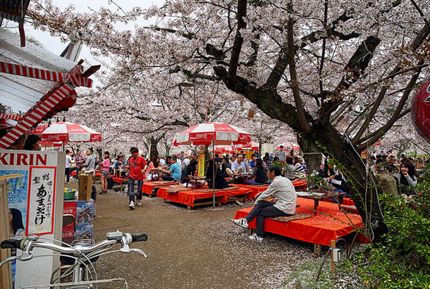 Picnics under the cherry blossom trees