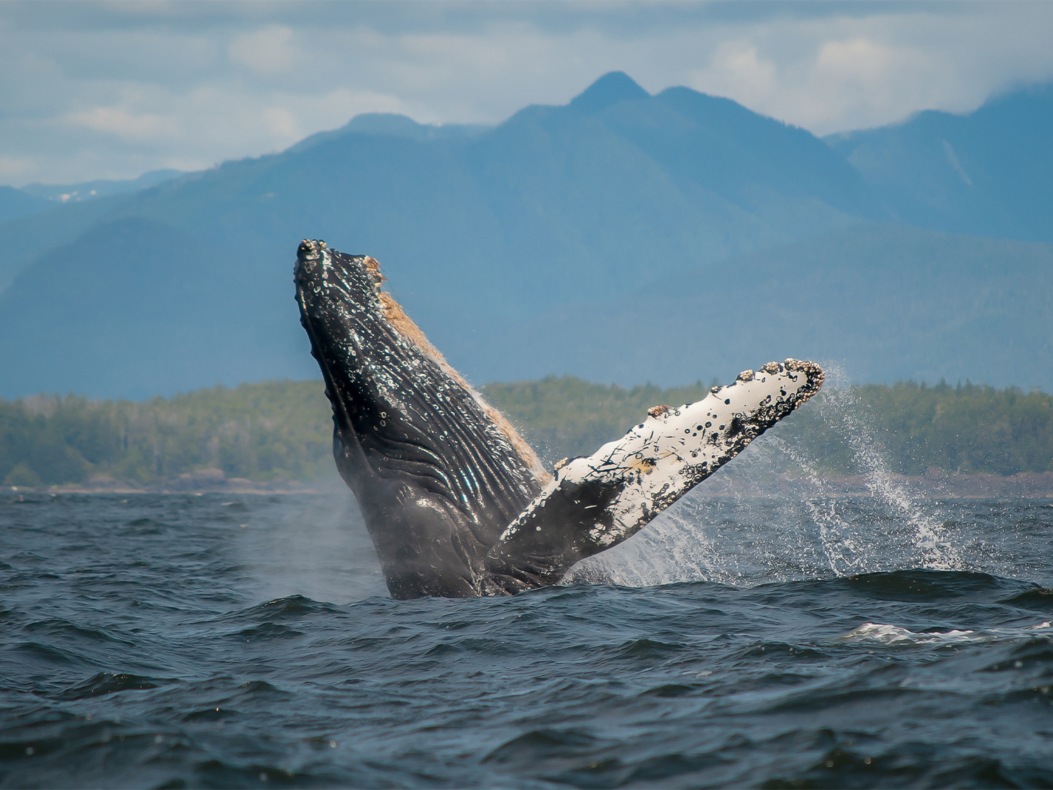 A humpback whale breaches the waves off the coast of Tofino, Canada