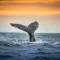 A whale dives below the waves | Iceland