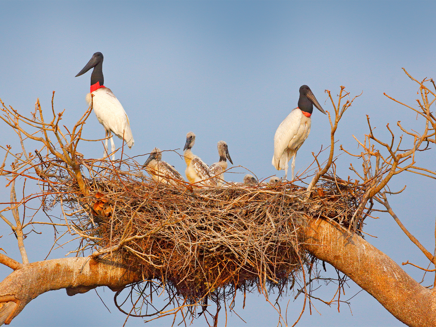 Day 6 - Pantanal