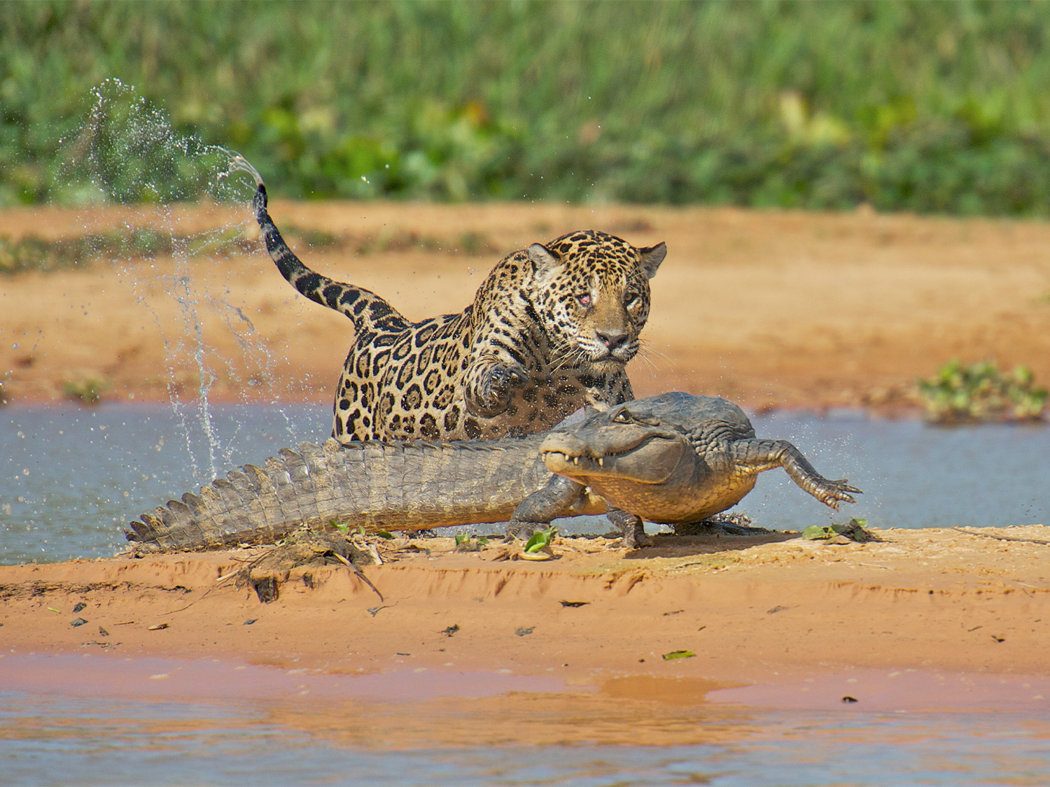 Day 7 - Pantanal