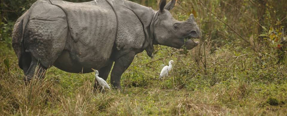 Rhino in the Kaziranga National Park