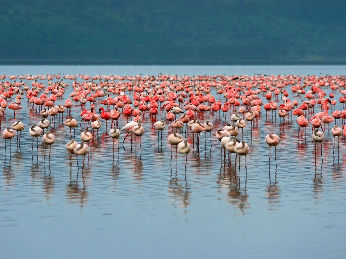 Days 4-5 - Lake Nakuru