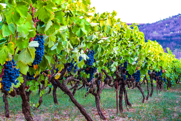 grapes on a vine in a vineyard