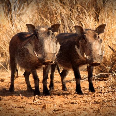 Kruger, Matobo and Falls Accommodated main image - warthogs