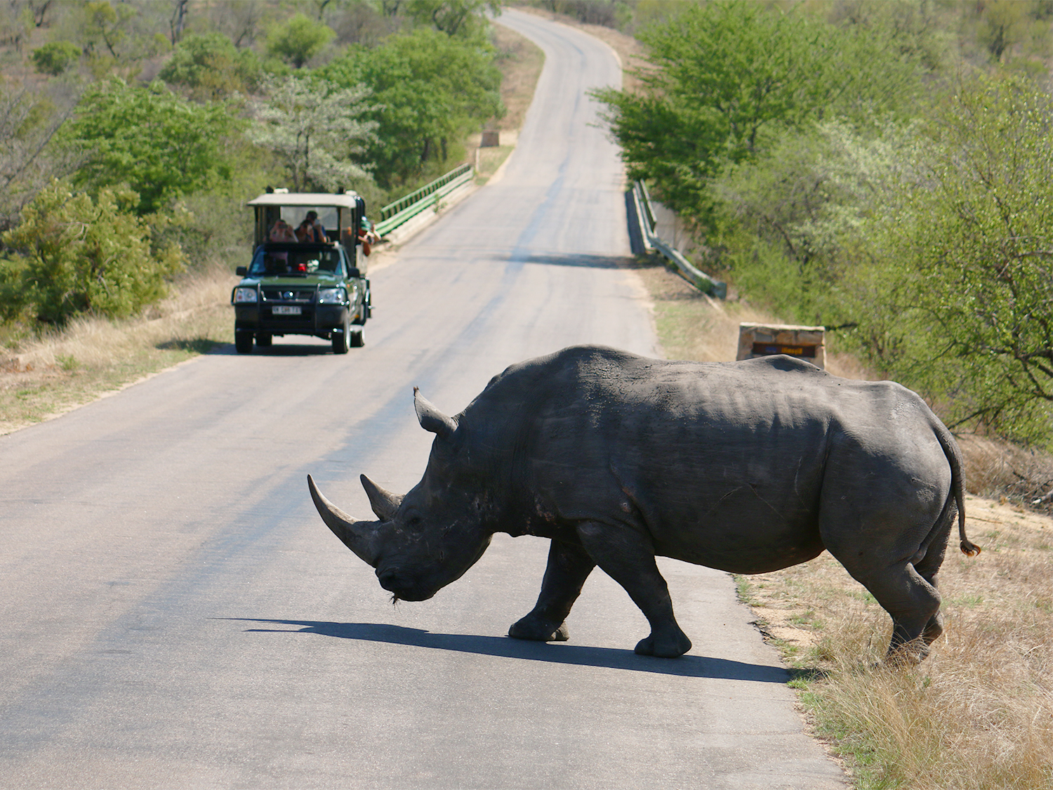 Kruger Safari Experience - 4 days