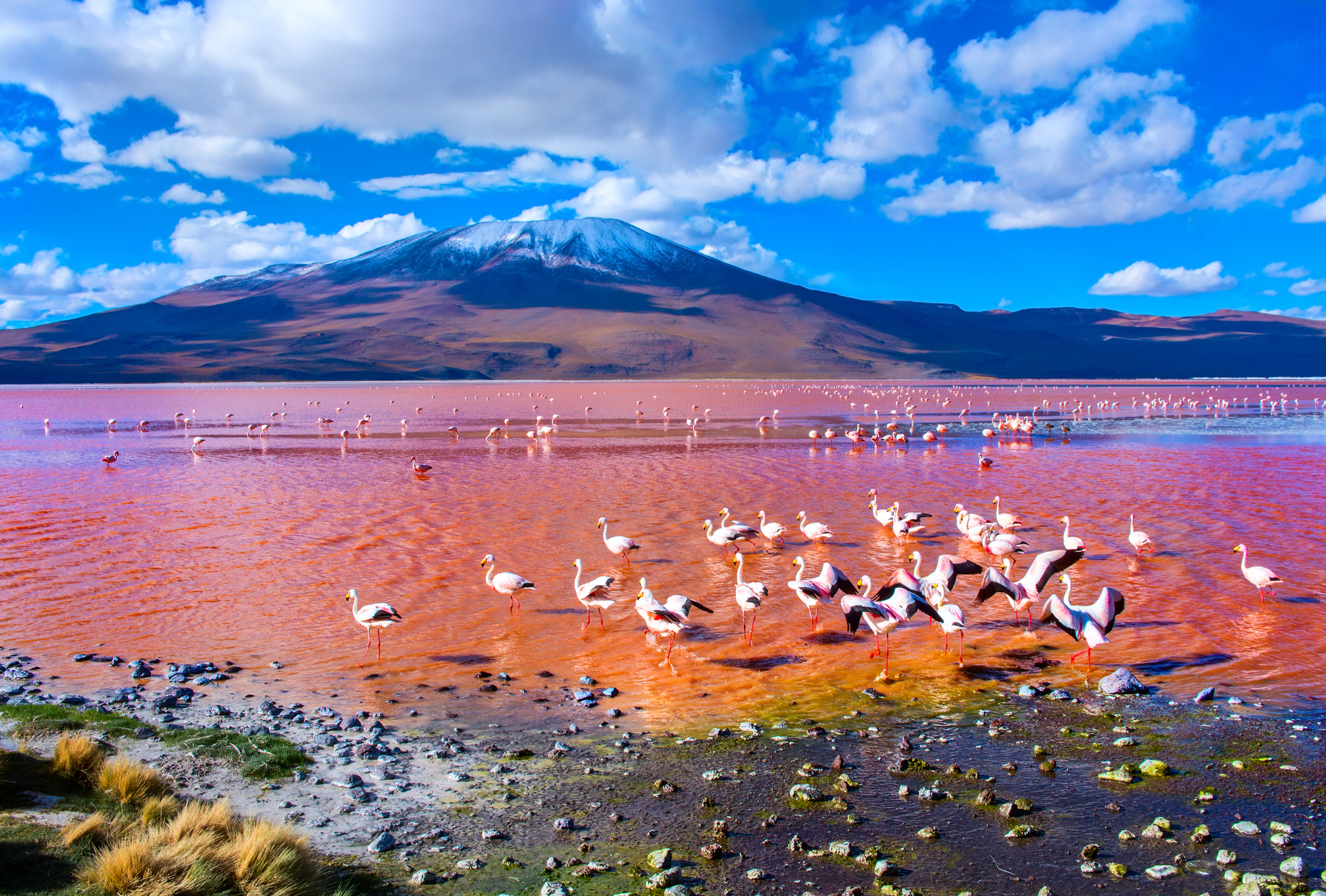 Laguna Colorada