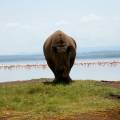 Rhino standing in front of a flock of flamingos at a water hole at Lake Nakuru