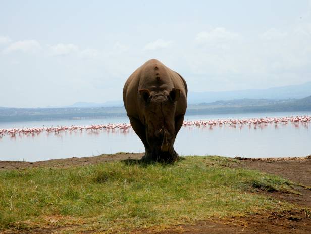 Rhino standing in front of a flock of flamingos at a water hole at Lake Nakuru