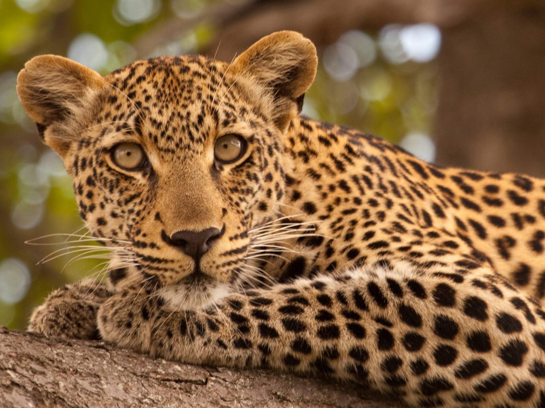 Leopard in South Africa