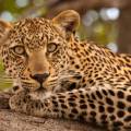 Leopard staring majestically at the camera in Kruger National Park