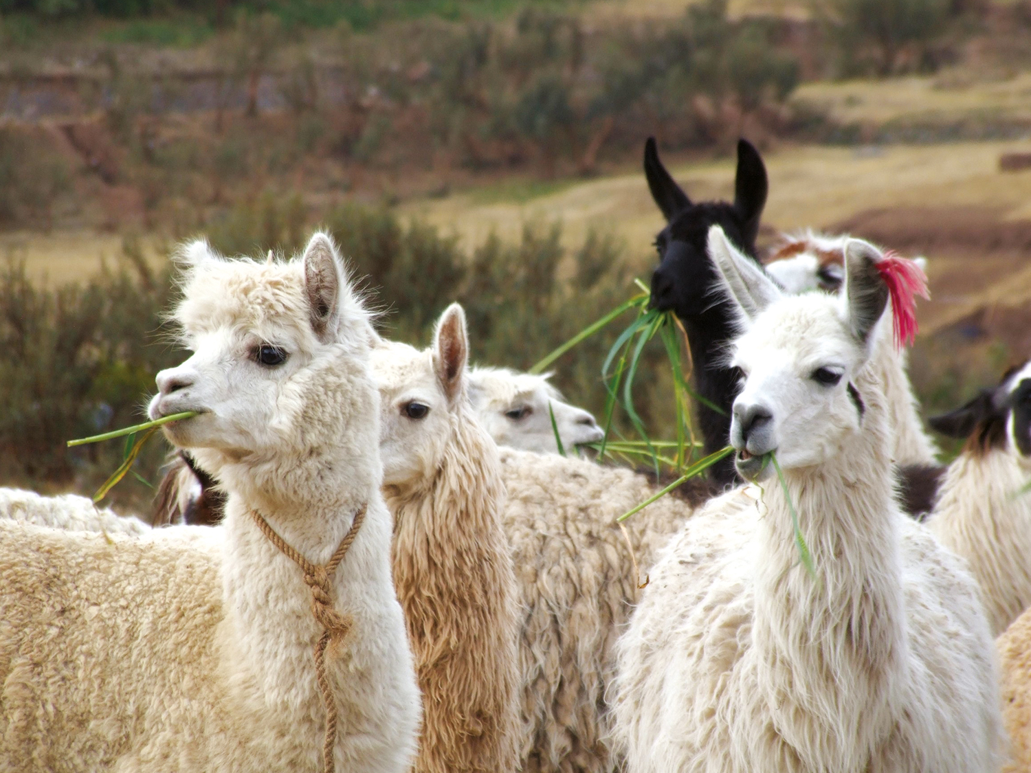 Llamas in their native Peru