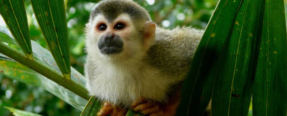 Squirrel monkey hiding in a tree near the Manuel Antonio Village