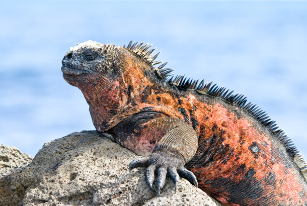 Marine Iguana