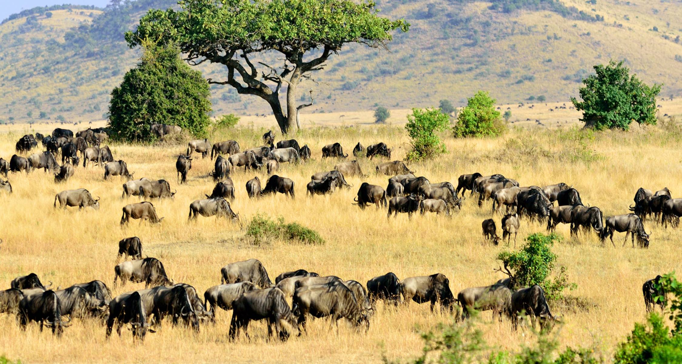 Masai Mara & Tanzania Explorer (Accommodated) - 13 days