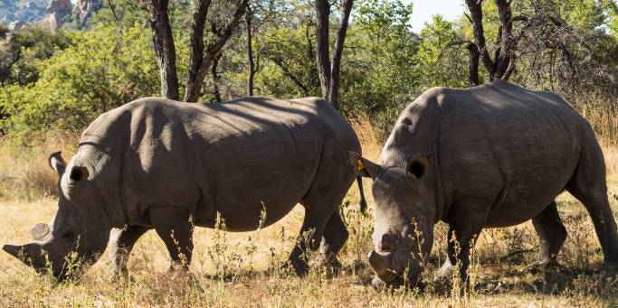 Pair of rhinos in Matobo National Park | Zimbabwe