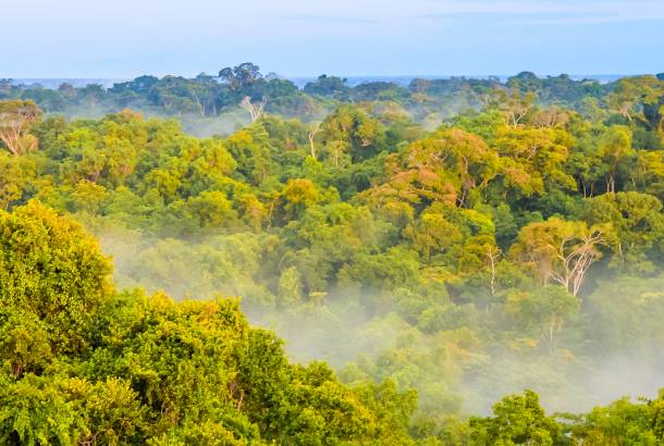 Visiting the Amazon Rainforest in Brazil | On The Go Tours