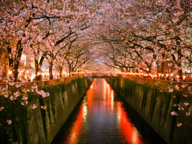 Rainbow Bridge, stretching across the water in Tokyo, lit up at night