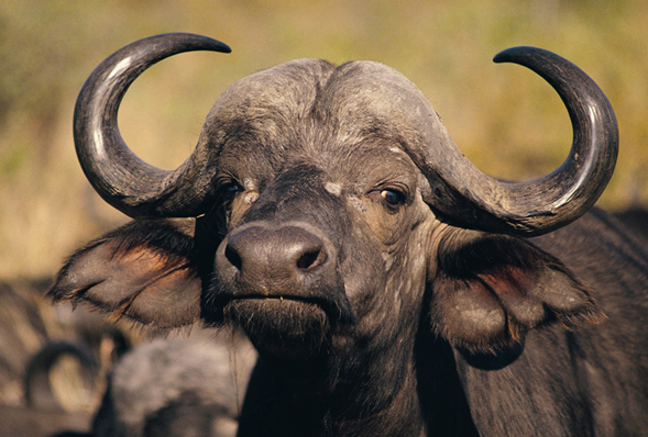 Close up of a Buffalo