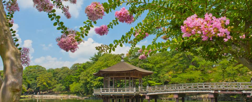 Wooden gazebo on a lake surrounded by blossoms in the city of Nara