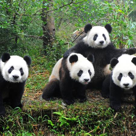 New China tour (Beijing to Chengdu) main image - pandas