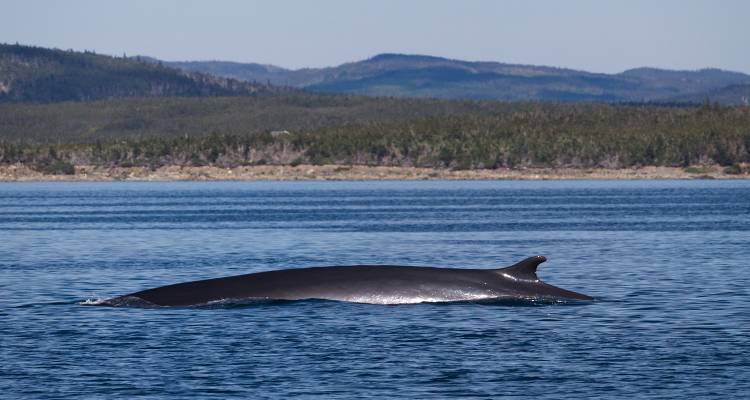 tourhub | On The Go Tours | Newfoundland Viking Trail From Halifax (Small Group) - 8 days 