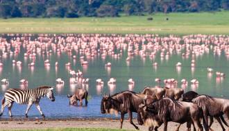 Flamingoes | Ngorongoro Crater | Tanzania