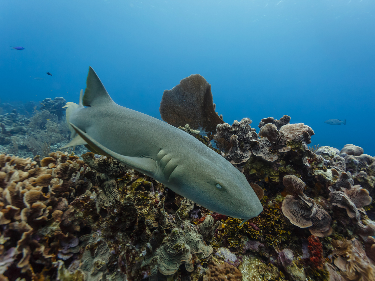 Nurse Shark in Belize