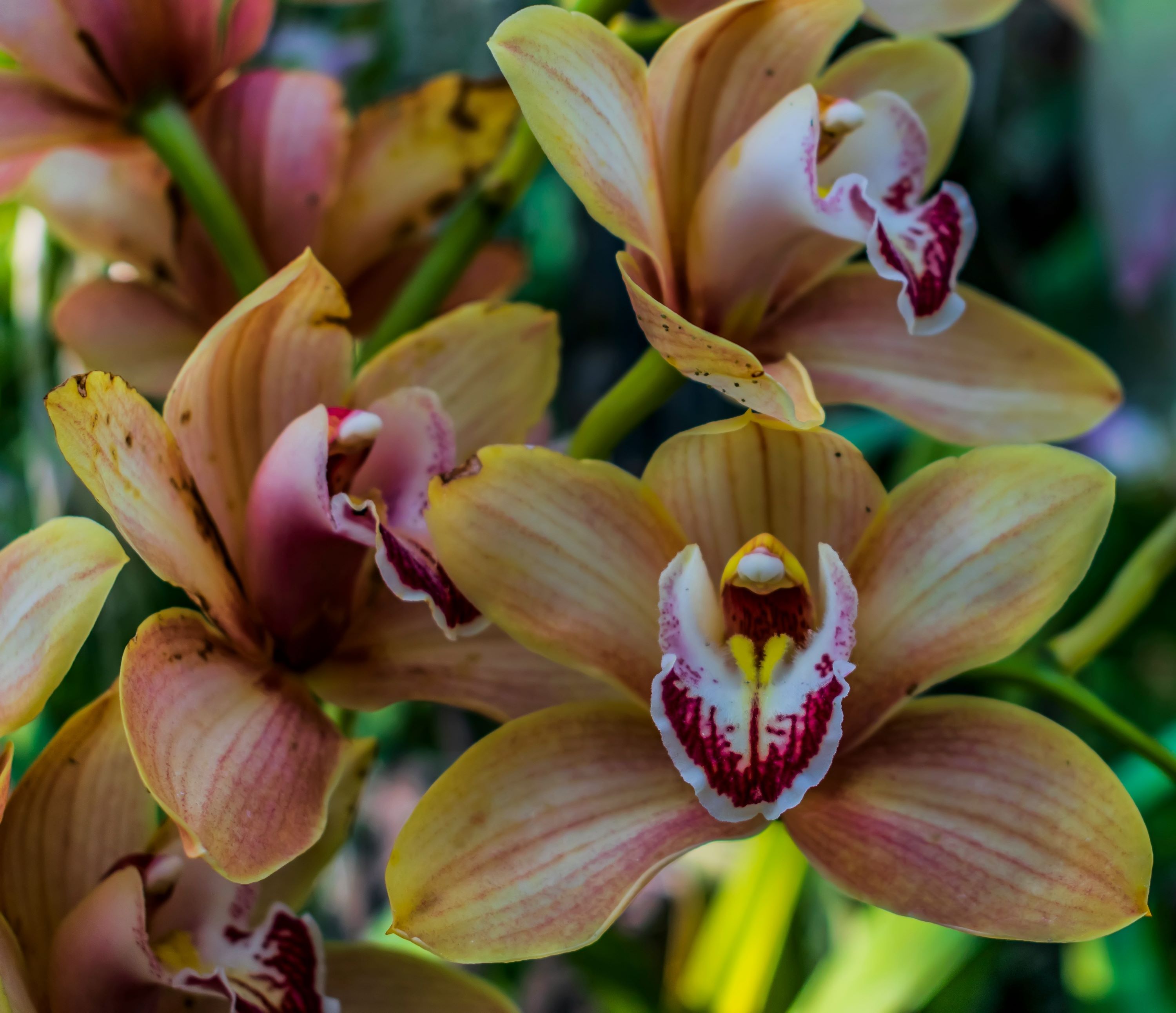 Orange orchids