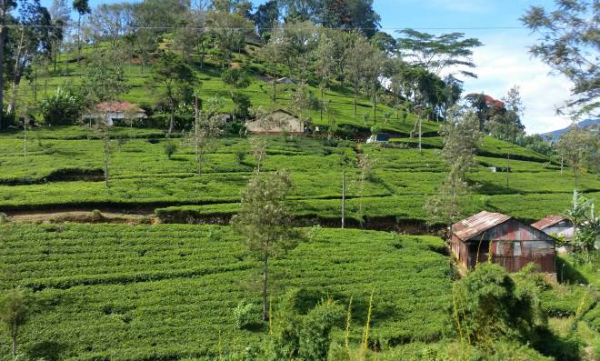 Wildlife, temples and tea plantations in Sri Lanka - On The Go Tours Guides