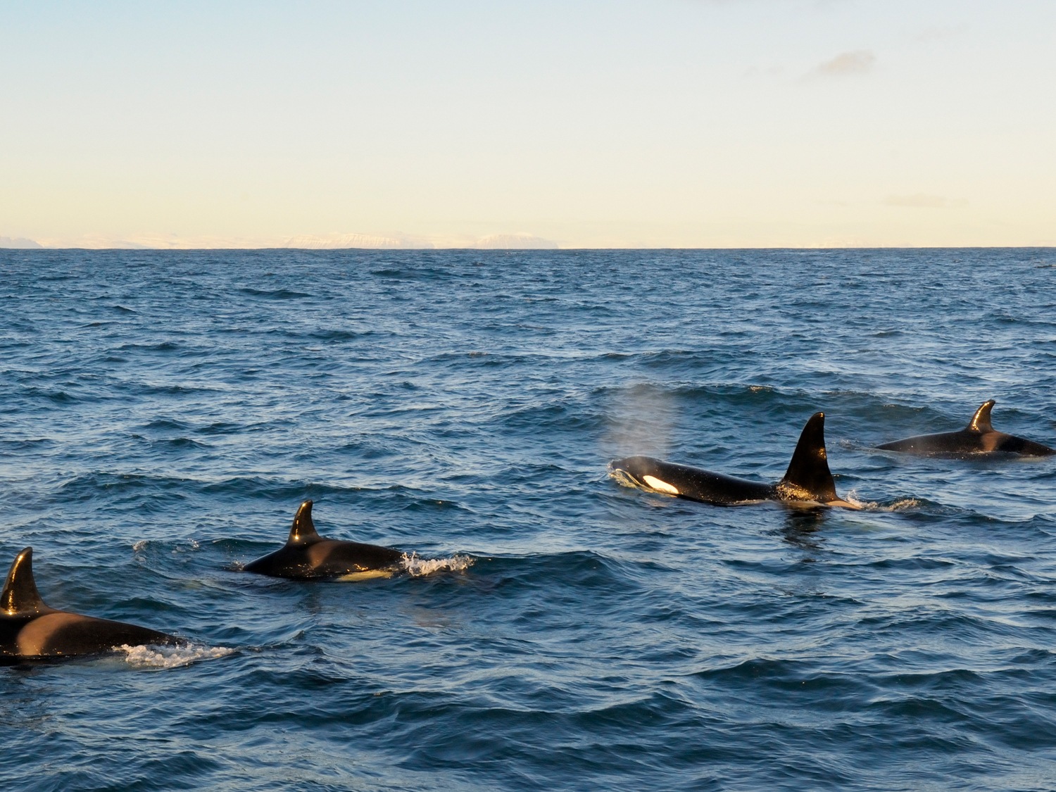 Wild Iceland & Whale Watching - 8 days