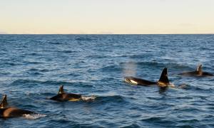 Pod of Killer Whales (Orcas) - Iceland