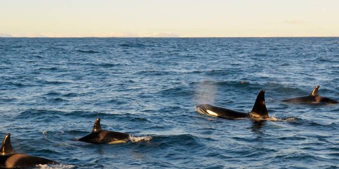 Pod of Killer Whales (Orcas) | Iceland 