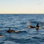 Pod of Killer Whales (Orcas) | Iceland 