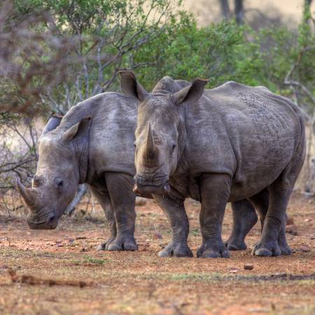 Rhinos - Africa Overland Safaris - Africa Lodge Safaris - Africa Tours - On The Go Tours