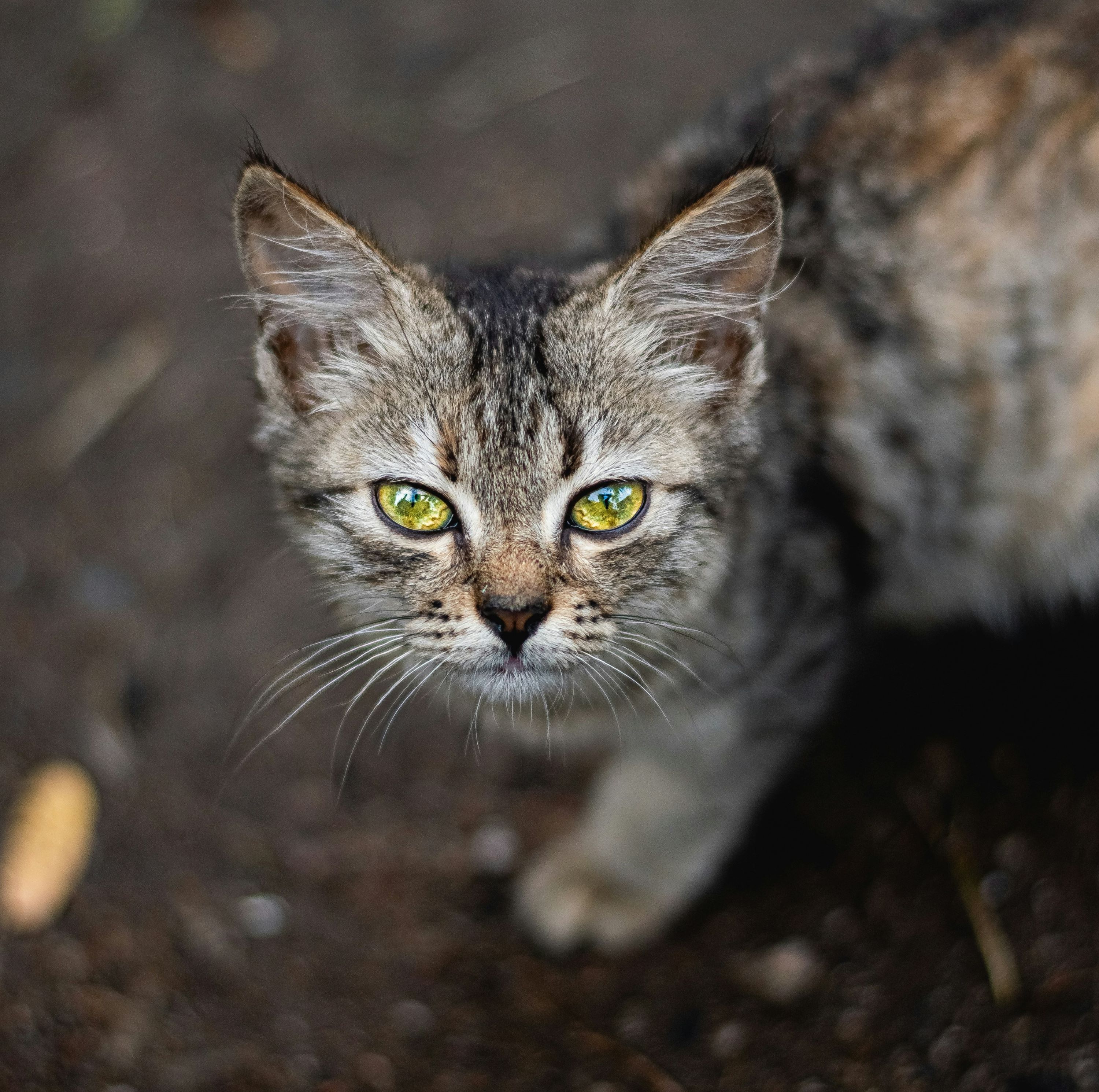 A close up of a grey rusty spotted cat 