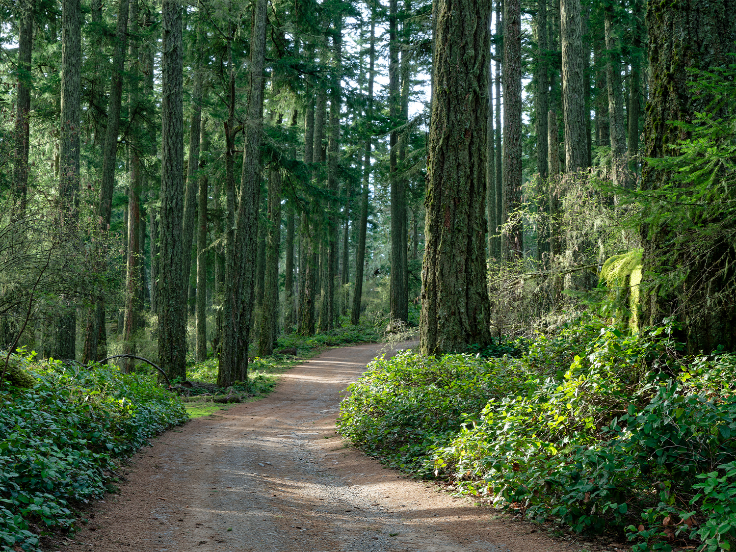 Forest on Salt Spring Island, Canada