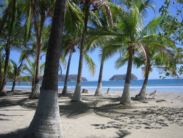 Horses standing on the stunning white sand Samara Beach in Costa Rica