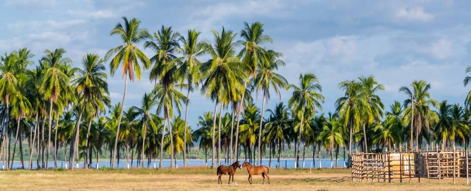 Horses standing on the stunning white sand Samara Beach in Costa Rica