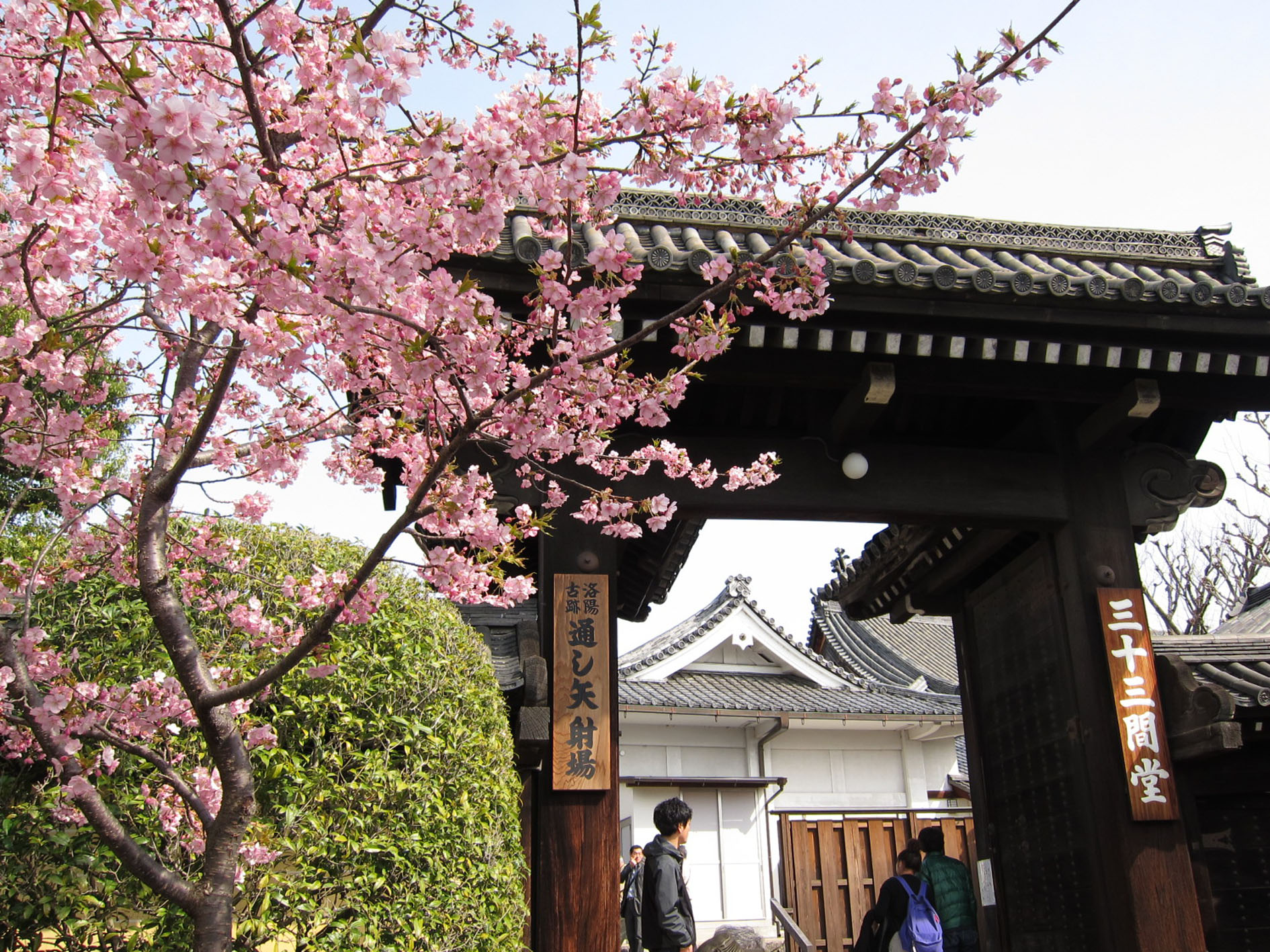 Sanjusangendo Temple with a cherry blossom in bloom next to the arch