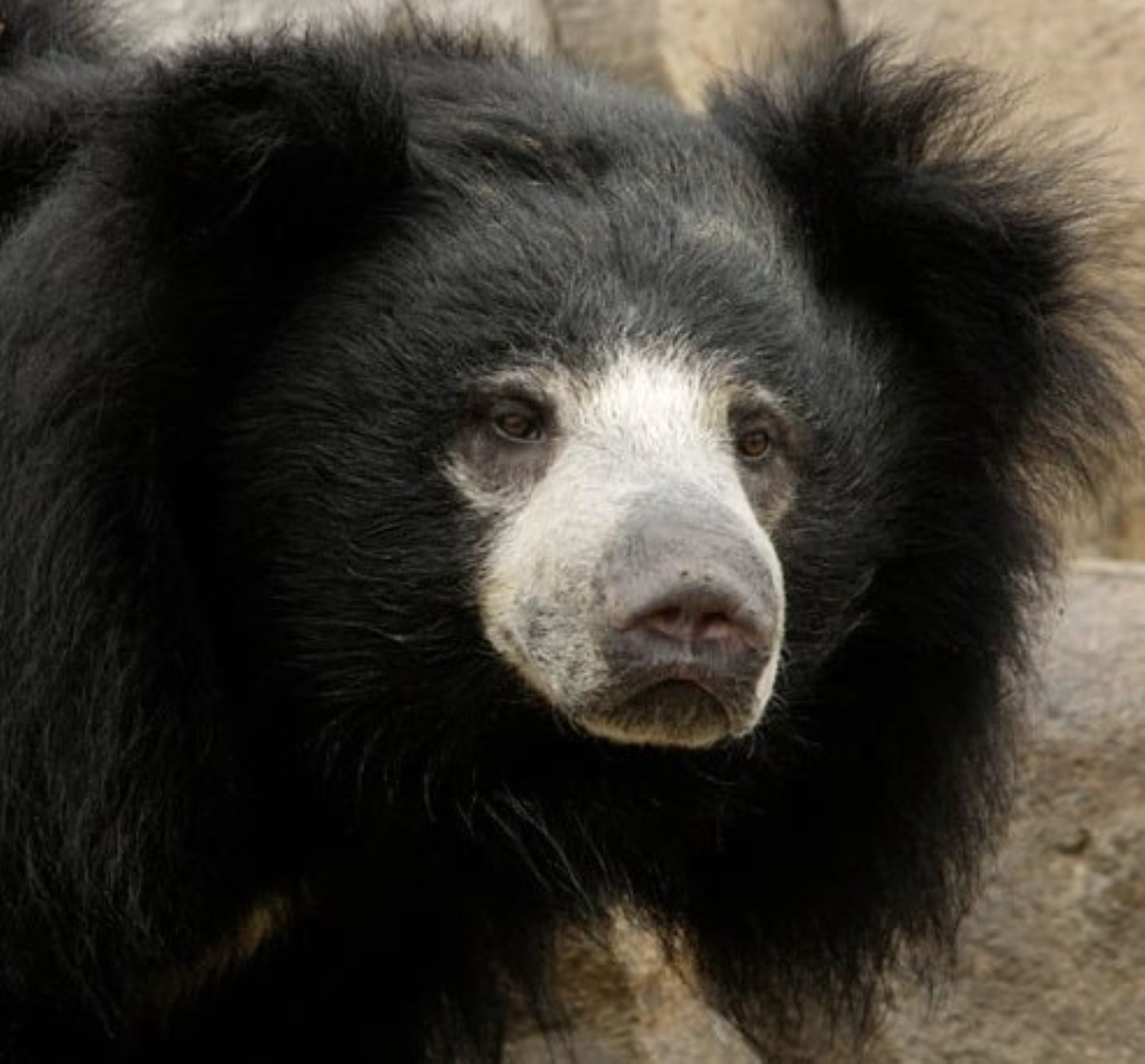 Sloth bear