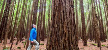 South Island Explorer main image - Rotorua redwoods