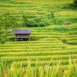 Stilt houses of the Thai trives in Mai Chau | On The Go Tours