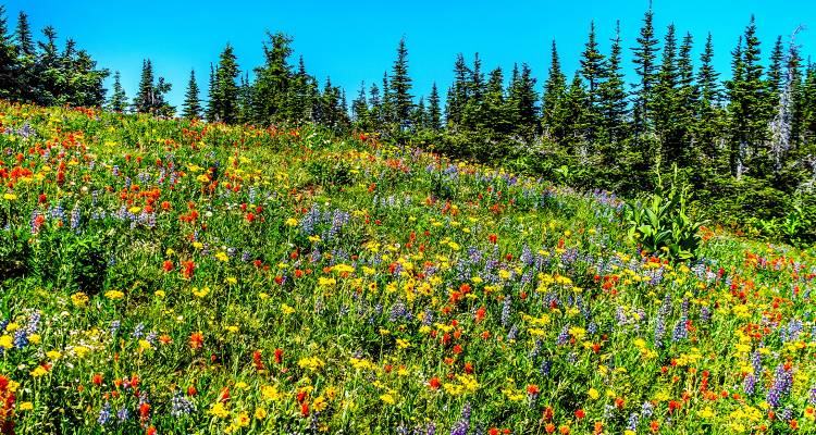 tourhub | On The Go Tours | Best of West Canada 2024 - 7 days 